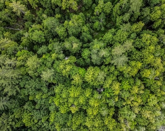 Forest Canopy — Print: Minimalist Fine Art Landscape Photography