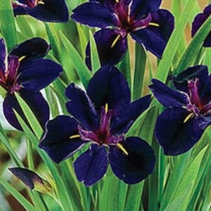 Midnight Bayou Iris nouvelle récolte