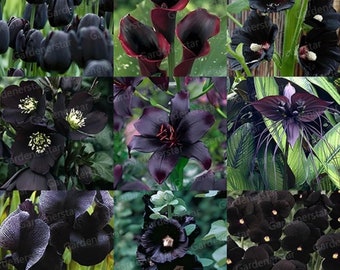 All black wildflower variety seeds