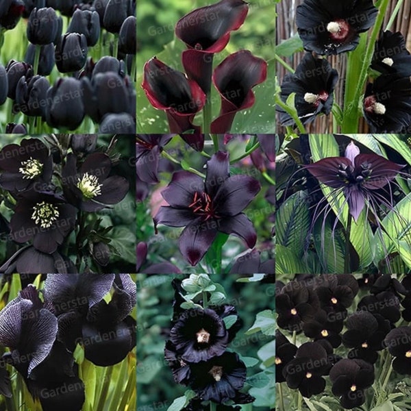 All black wildflower variety seeds