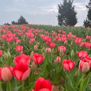 Blood Red Tulip bulbs