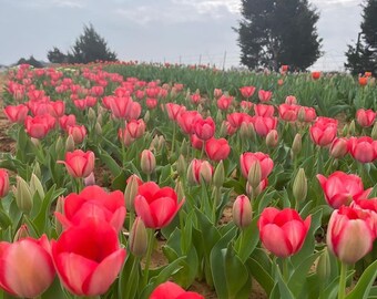 Blood Red Tulip bulbs