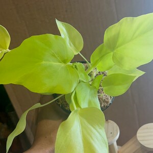 Philodendron Warscewiczii aurea