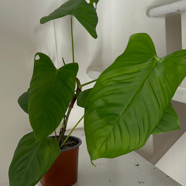 Philodendron tenue