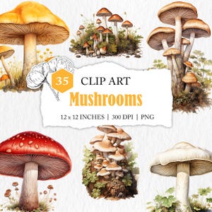 Clipart champignon forestier, fichier PNG, clipart champignon, clipart champignon aquarelle, usage commercial, clipart champignon vénéneux, pack de clipart champignons