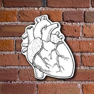 Anatomical Heart Vinyl Sticker | Vinal Decals for Laptop, Cars, Water Bottles