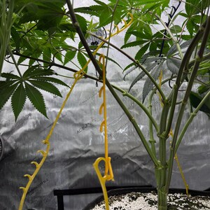 May include: A green cannabis plant growing in a black fabric pot filled with soil and perlite. Several bright yellow plastic plant training clips are attached to the stems and branches to guide their growth, with the text AC INFINITY visible.