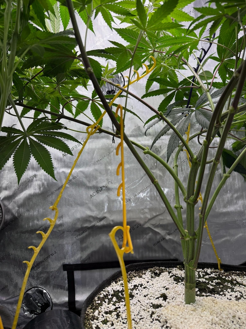 May include: A green cannabis plant growing in a black fabric pot filled with soil and perlite. Several bright yellow plastic plant training clips are attached to the stems and branches to guide their growth, with the text AC INFINITY visible.