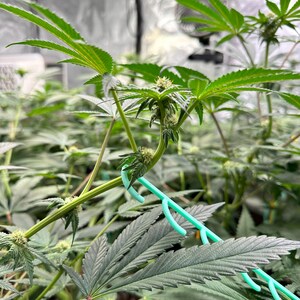 May include: A green cannabis plant with serrated leaves and developing flower buds, featuring a light green plastic plant training clip attached to the main stem to bend and shape the growth of the plant within an indoor cultivation environment.