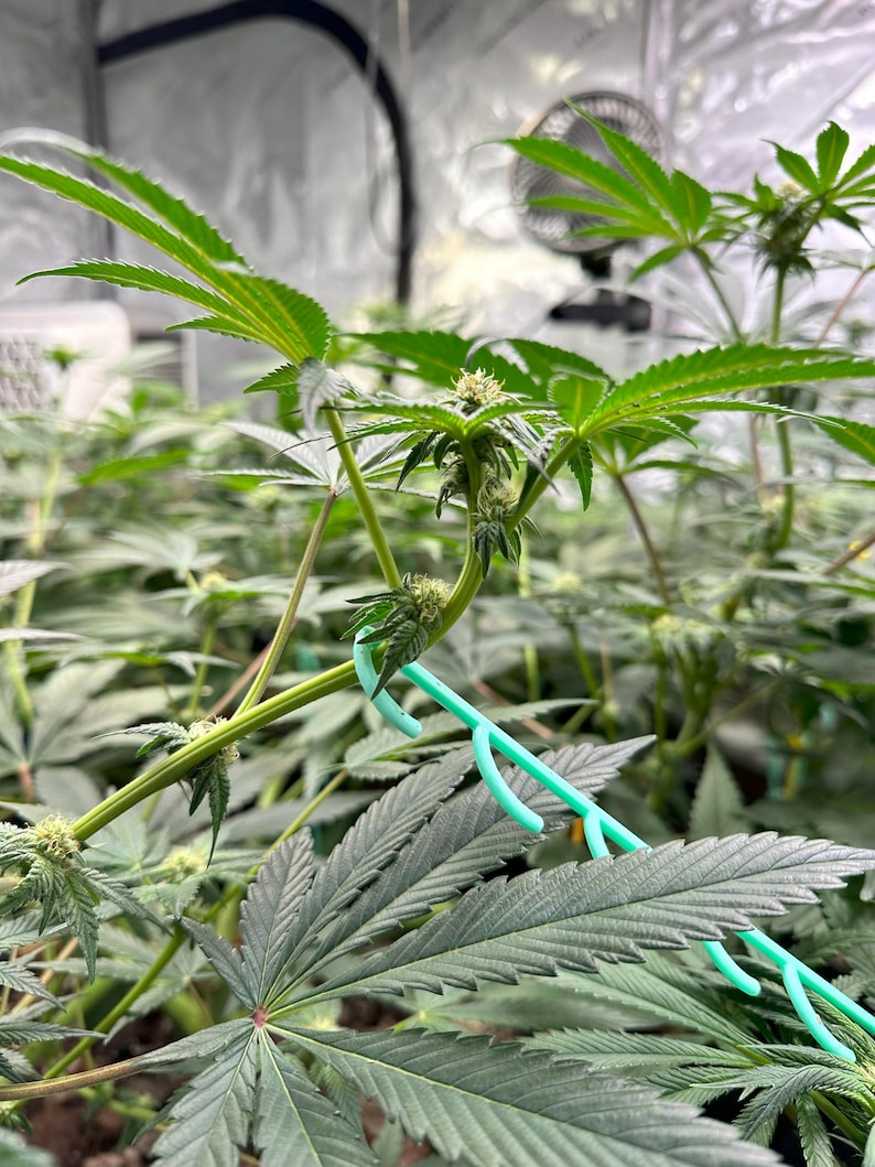May include: A green cannabis plant with serrated leaves and developing flower buds, featuring a light green plastic plant training clip attached to the main stem to bend and shape the growth of the plant within an indoor cultivation environment.