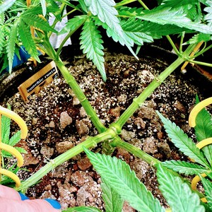 May include: A green cannabis plant growing in a dark container with soil and perlite. The plant features a central stem branched into four main stems held by yellow plastic training clips. A small wooden plant marker reads Coochie Runtz.