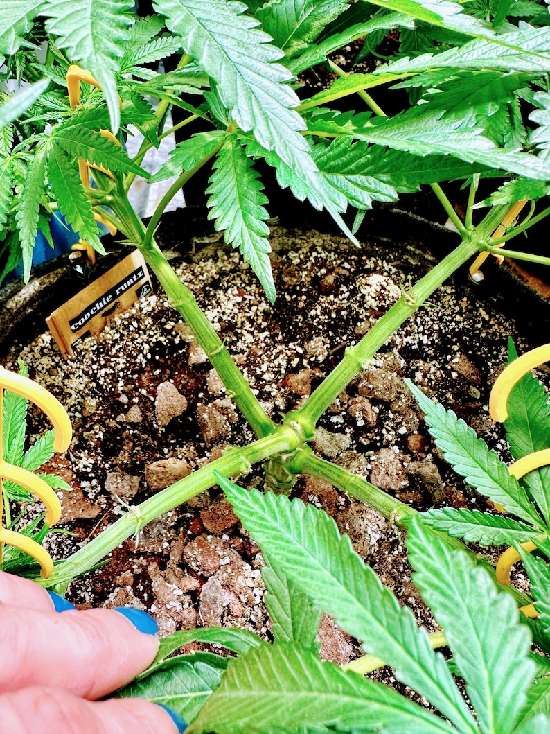 May include: A green cannabis plant growing in a dark container with soil and perlite. The plant features a central stem branched into four main stems held by yellow plastic training clips. A small wooden plant marker reads Coochie Runtz.