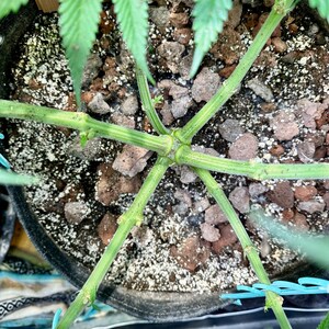 HempHooks — Fabric Pot LST Device 9" + 6"| Grommet Anchor Hook | Patent Pending image 10