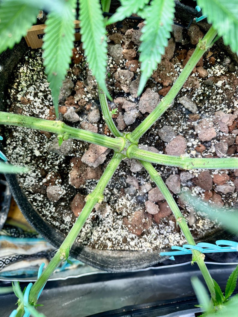 HempHooks — Fabric Pot LST Device 9" + 6"| Grommet Anchor Hook | Patent Pending image 10