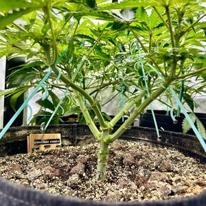 May include: A green cannabis plant growing in a black fabric pot with soil and perlite. Light green plastic training clips are attached to the branches to spread them outward. A small wooden plant marker with the text coochie runtz is visible.