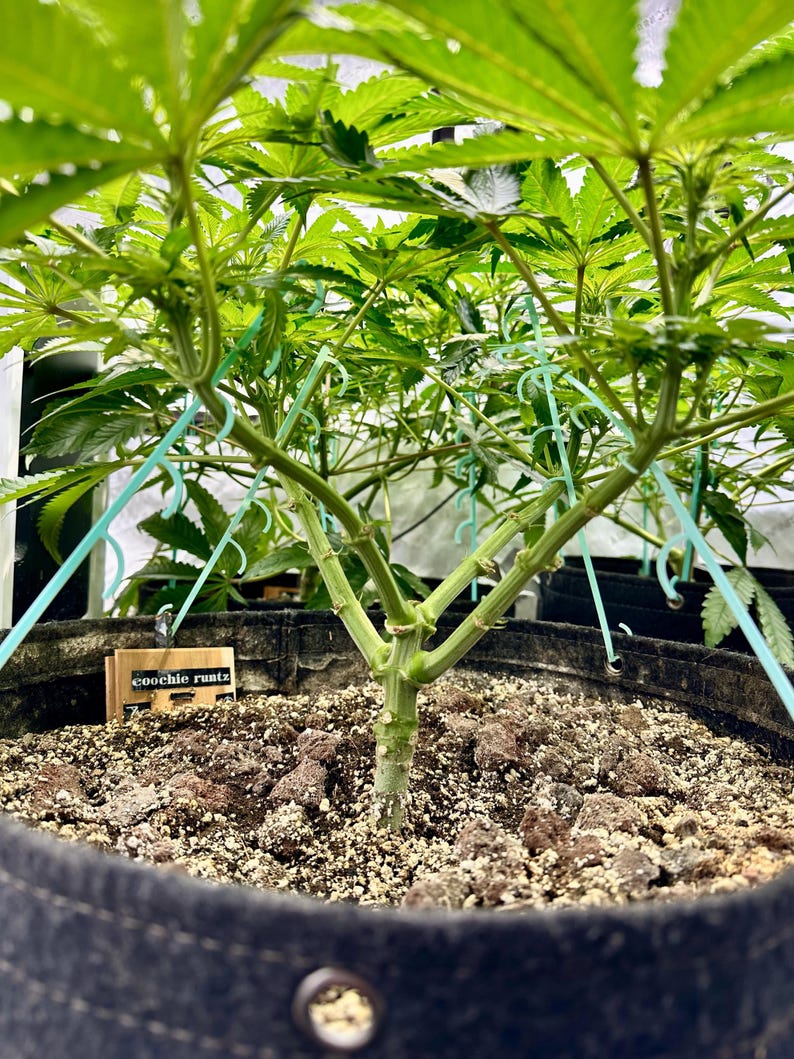 May include: A green cannabis plant growing in a black fabric pot with soil and perlite. Light green plastic training clips are attached to the branches to spread them outward. A small wooden plant marker with the text coochie runtz is visible.