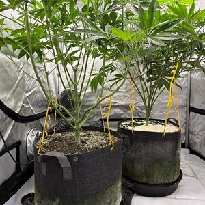 May include: Two green cannabis plants growing in black fabric pots inside a reflective silver grow tent. Each plant features yellow plastic plant training clips attached to the stems and branches to guide growth, with soil visible in the pots.