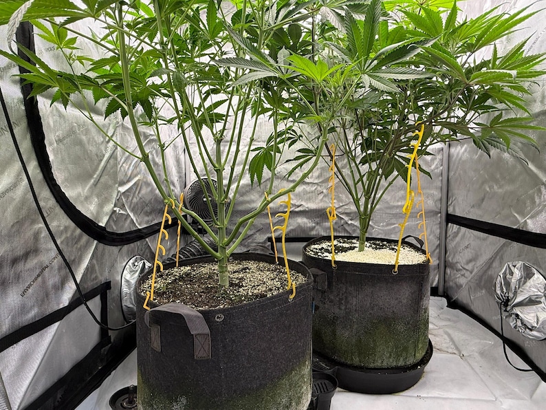May include: Two green cannabis plants growing in black fabric pots inside a reflective silver grow tent. Each plant features yellow plastic plant training clips attached to the stems and branches to guide growth, with soil visible in the pots.