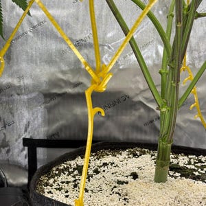 May include: A plant training tool made of bright yellow plastic with multiple hooks, attached to a dark fabric grow bag filled with white perlite. The tool is used to bend and shape the green plant stems growing from the soil.