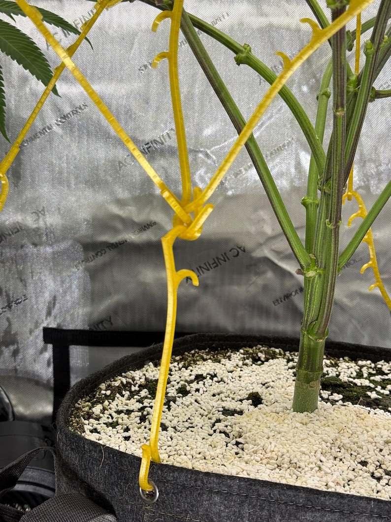 May include: A plant training tool made of bright yellow plastic with multiple hooks, attached to a dark fabric grow bag filled with white perlite. The tool is used to bend and shape the green plant stems growing from the soil.