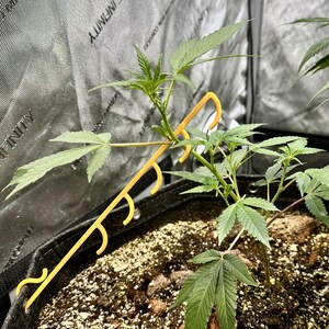 May include: A bright yellow plastic plant training clip with a series of hooks, attached to the rim of a black fabric pot. The clip extends upward to support a green cannabis plant with serrated leaves growing in dark soil with perlite.