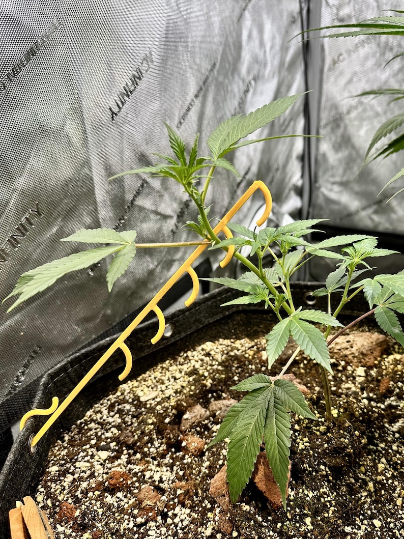 May include: A bright yellow plastic plant training clip with a series of hooks, attached to the rim of a black fabric pot. The clip extends upward to support a green cannabis plant with serrated leaves growing in dark soil with perlite.