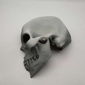 Skull Reptile Hide for lizards, chameleons, snakes, spiders, tarantulas and more