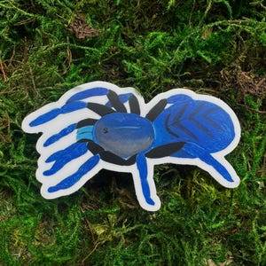 Vinyl waterdichte kobaltblauwe tarantulasticker voor waterfles Kindle e-readerlaptop