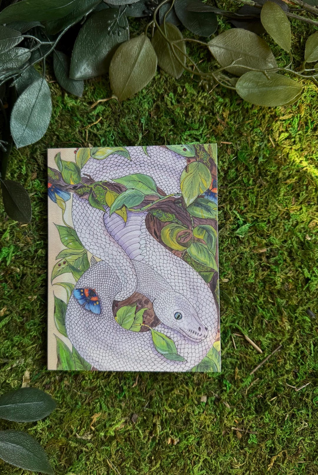 Note Cards Set of 3 White Ball Python Snake for Birthday Holiday Gift ...