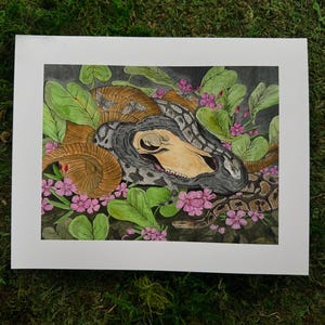 Könnte beinhalten: Aquarellmalerei eines Widder-Schädels, teilweise bedeckt von einer gemusterten Schlange, umgeben von grünen Blättern und rosa Blüten. Der Schädel ist hellbraun und die Schlange ist grau und schwarz. Das Kunstwerk ist in einem weißen Passepartout gerahmt.