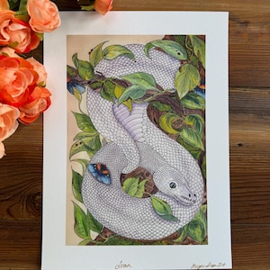 Pitone palla bianco: stampa