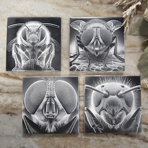 May include: Four black and white coasters featuring close-up images of insects. The coasters feature a bee, a fly, and two different types of flies.