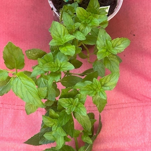 Mojito mint live plant