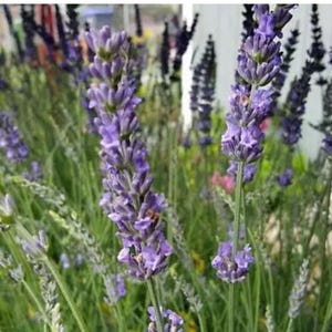 Lavendel Pflanze
