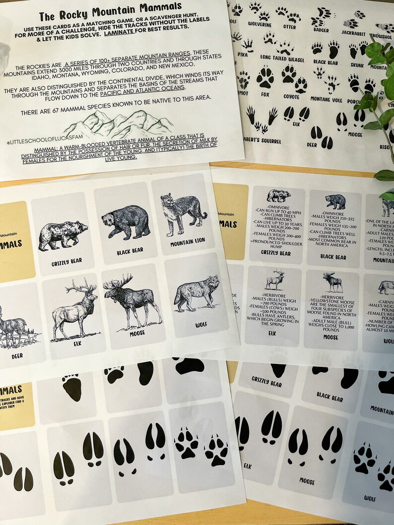 Rocky Mountain Mammals: Animal Tracks Identification Memory Match ...