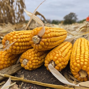Puede incluir: Primer plano de varias mazorcas de maíz maduras, mostrando sus vibrantes granos amarillos y hojas secas. El maíz está dispuesto sobre un lecho de hojas y tallos secos, con un fondo borroso de campo y cielo.