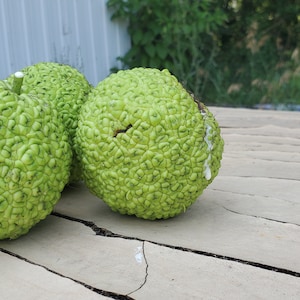 ALL NATURAL Hedge Apples from old-growth trees from family farm.  Osage Orange.  Monkey Ball.  Horse Apple.  Malcura pomifera.  Home decor.