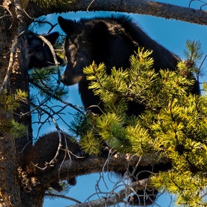 Famiglia di orsi su un albero, decorazione rustica, fotografia artistica della fauna selvatica su tela o carta, regalo con stampa di orso,