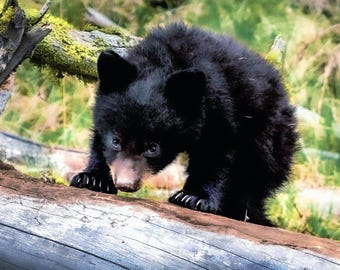 Impresión artística de un cachorro de oso negro – Fotografía rústica de vida silvestre