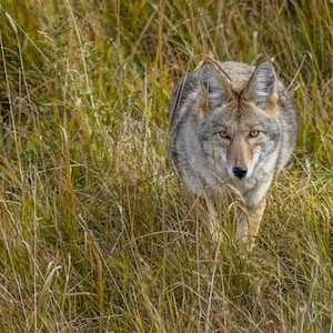 Stampa artistica verticale di coyote, arredamento verticale per la casa, arte murale verticale della fauna selvatica, stampa artistica della fauna selvatica, stampa verticale della fauna selvatica per l'arredamento della casa