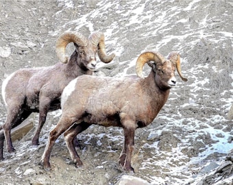 Bighorn Sheep Fine Art Print – Rustic American Wildlife Canvas Art