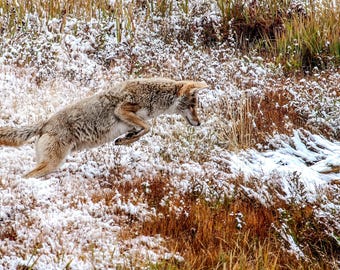 Winter Coyote Pounce Photograph – Fine Art Wildlife Print