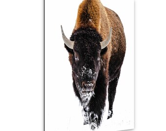Snowy Bison Print/Fine Art Wildlife Print/Western decor