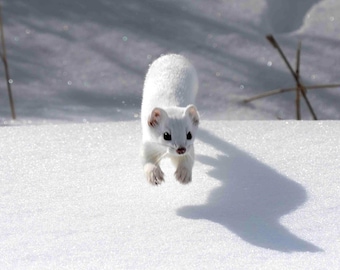 Ermine in Snow Photograph – Winter Wildlife Fine Art Print / Weasel Wall print