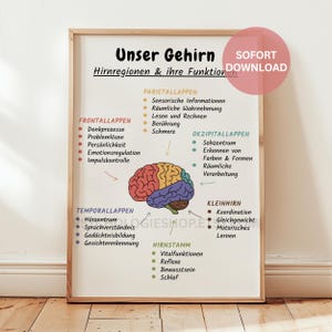 Brain Poster, Brain Lobe Functions, Psychology Practice Poster, The Human Brain, Brain Anatomy, Office Picture, Classroom Poster