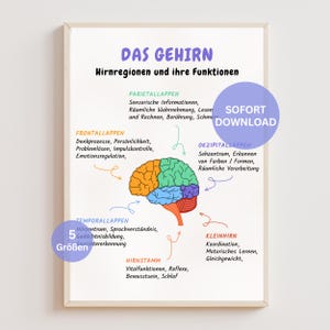 Può includere: Una stampa incorniciata con un diagramma del cervello in tedesco, con sezioni colorate ed etichette funzionali. Un cerchio viola con le parole "SOFORT DOWNLOAD" si trova in alto a destra. La stampa è in una cornice di legno chiaro.