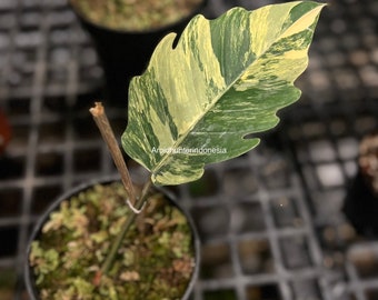 REAL PICT SALE! my Philodendron Caramel Marble Variegated - Most Wanted Rare Plants Include Phytosanitary Certificates