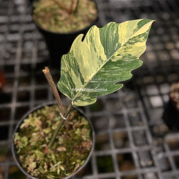 ¡VENTA DE IMÁGENES REALES! my Philodendron Caramel Marble Variegated - Las plantas raras más buscadas incluyen certificados fitosanitarios