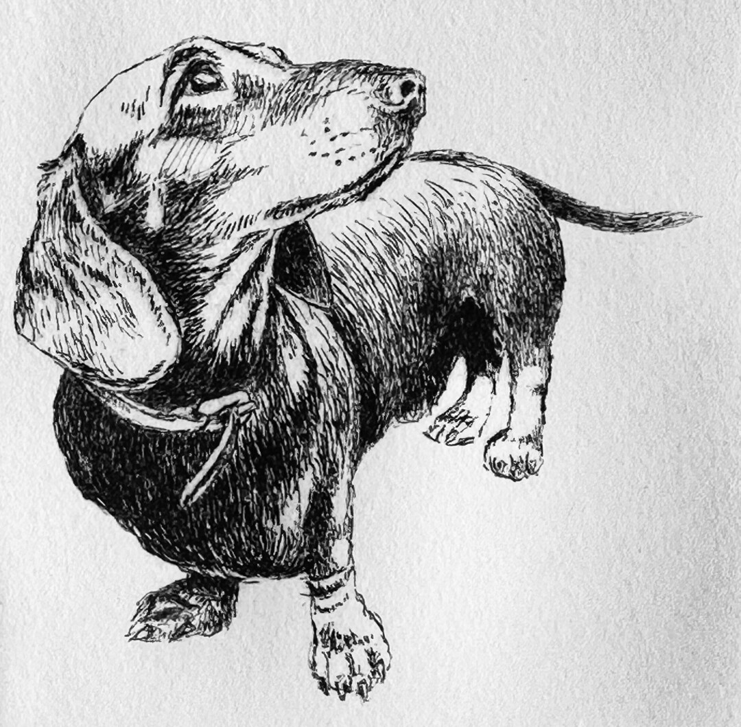 Original Intaglio Etching of Willoughby Nax's Dachshund Etsy
