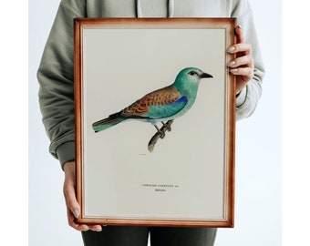 Vintage Bird Print, Antique Bird Oil Painting, Vintage Bird Illustration Print Set, Vintage art, Printable Wall Art, Digital Print